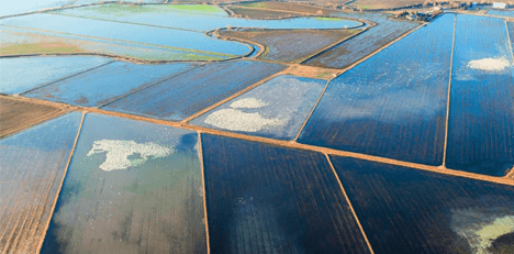 aerial view of flooded rice fields