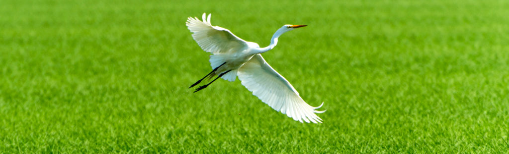 White egret taking flight