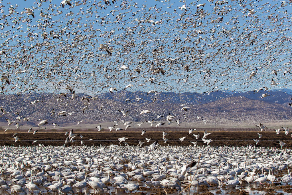 birds in flight over flooded rice fields