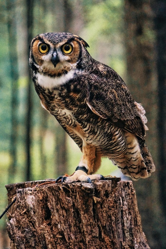 Riceland Owls – California Ricelands Waterbird Foundation