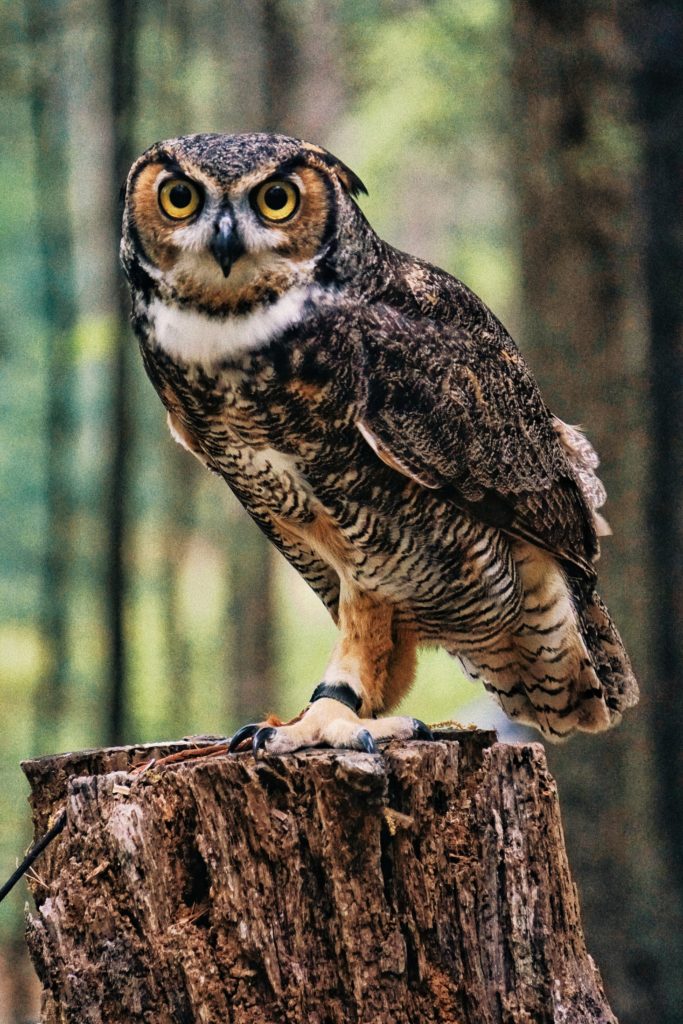 Riceland Owls California Ricelands Waterbird Foundation