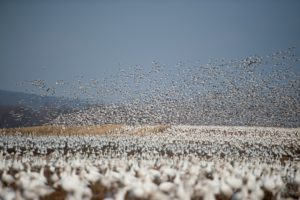 numerous birds in flooded rice fields