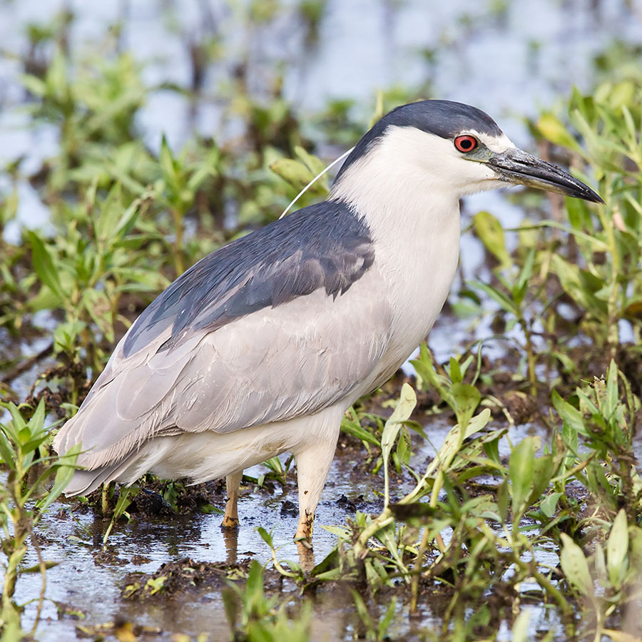 All 101+ Images black crowned night heron pictures Full HD, 2k, 4k