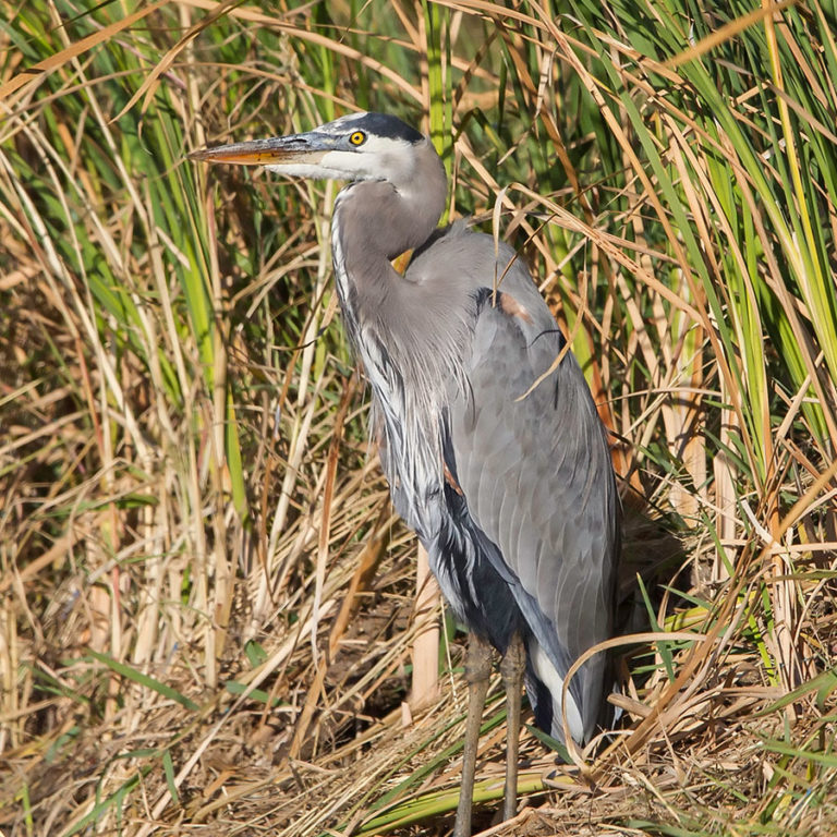 Great Blue Heron – California Ricelands Waterbird Foundation