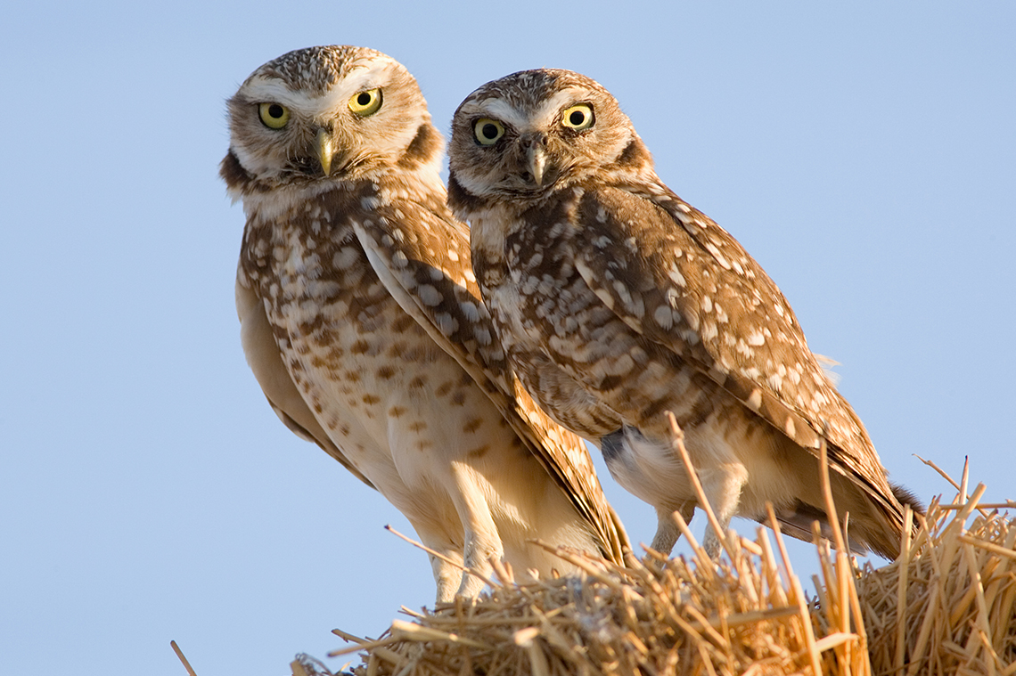 Burrowing Owls and Shorteared Owls California Ricelands Waterbird