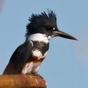 Belted Kingfisher 1