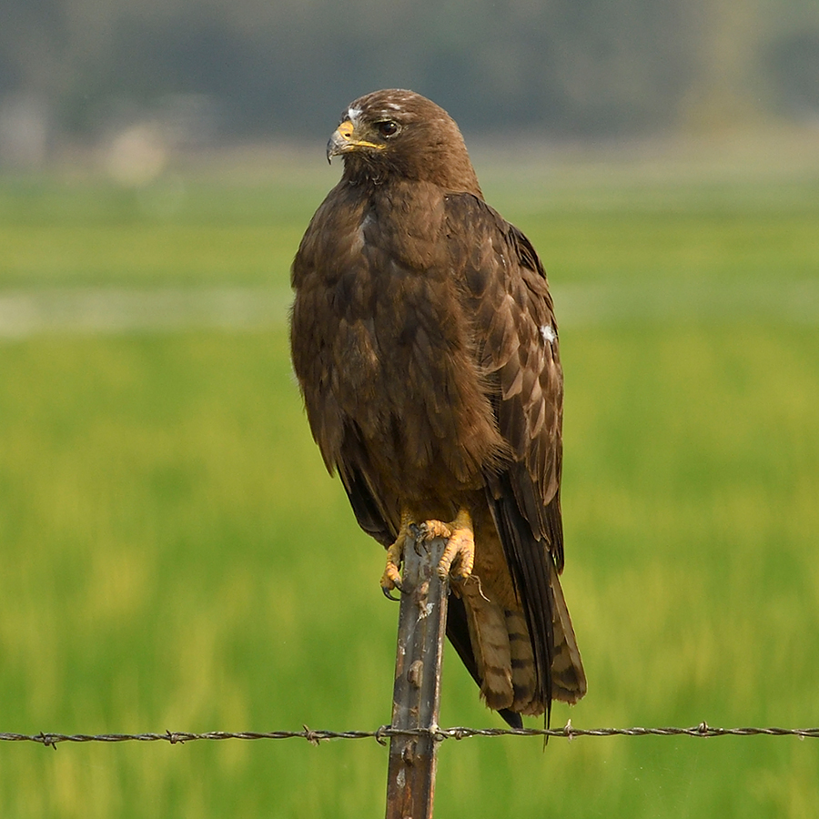 Swainson’s Hawk