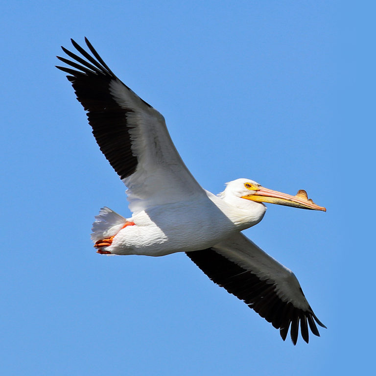 American White Pelican California Ricelands Waterbird Foundation