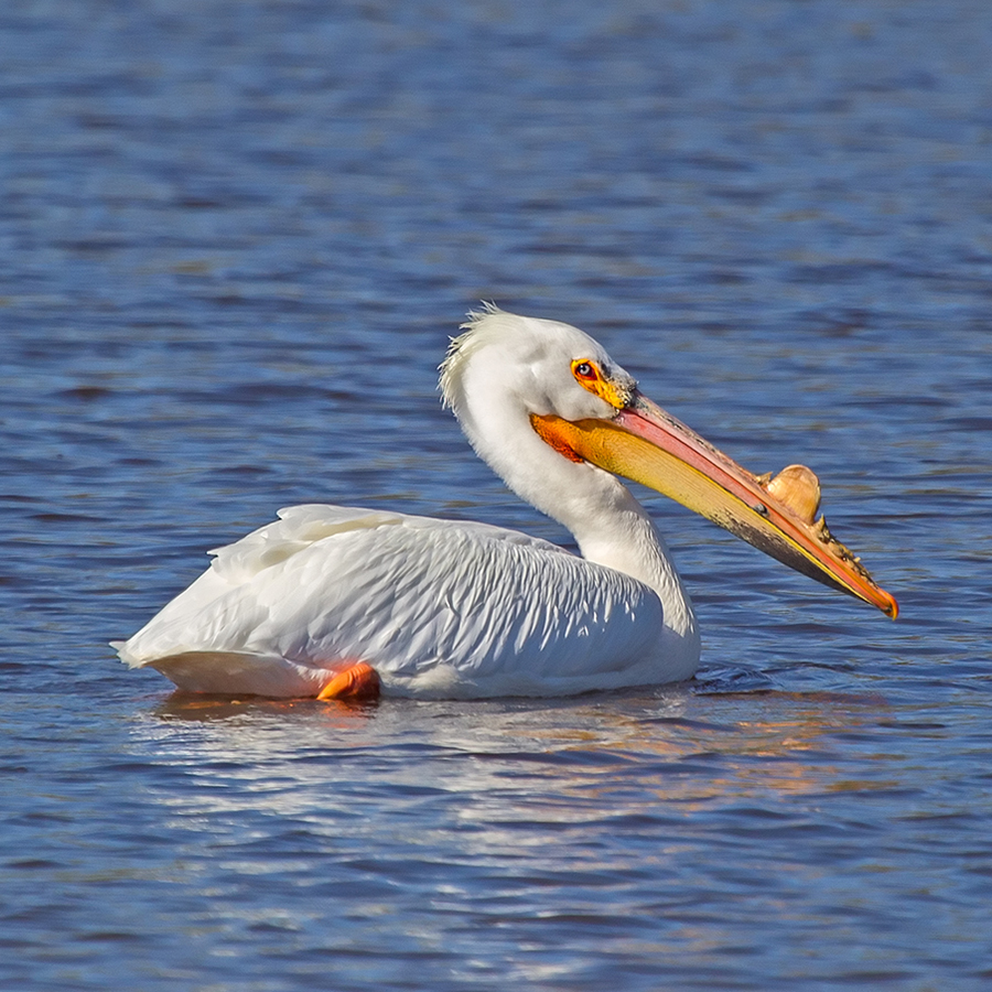 White Pelican Rental At Henry Lymburner Blog
