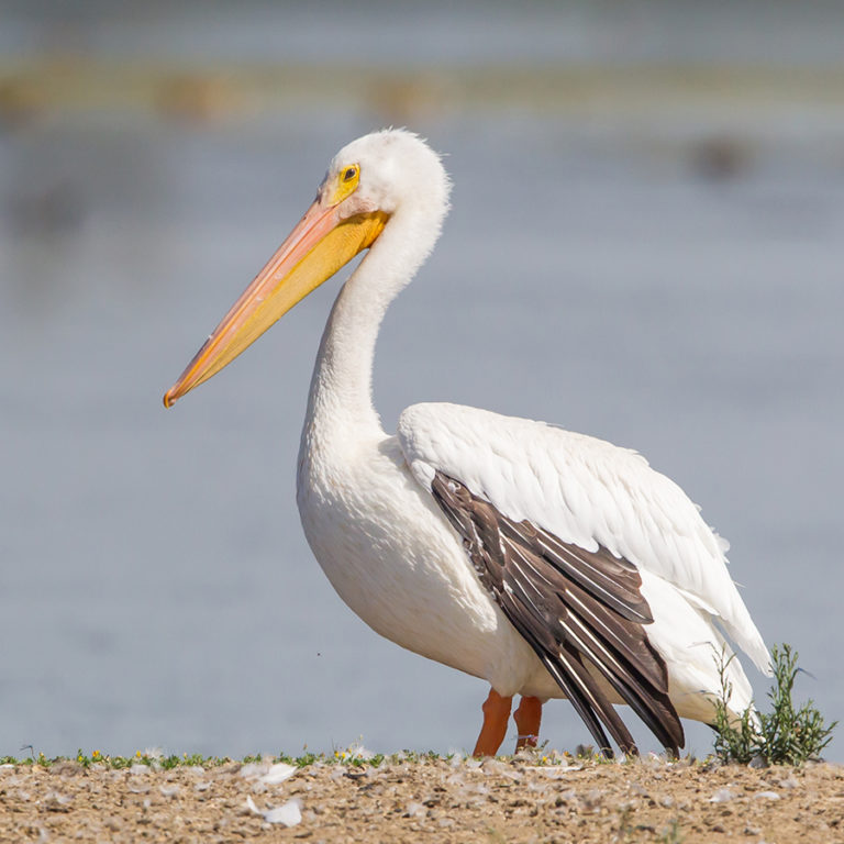 American White Pelican California Ricelands Waterbird Foundation