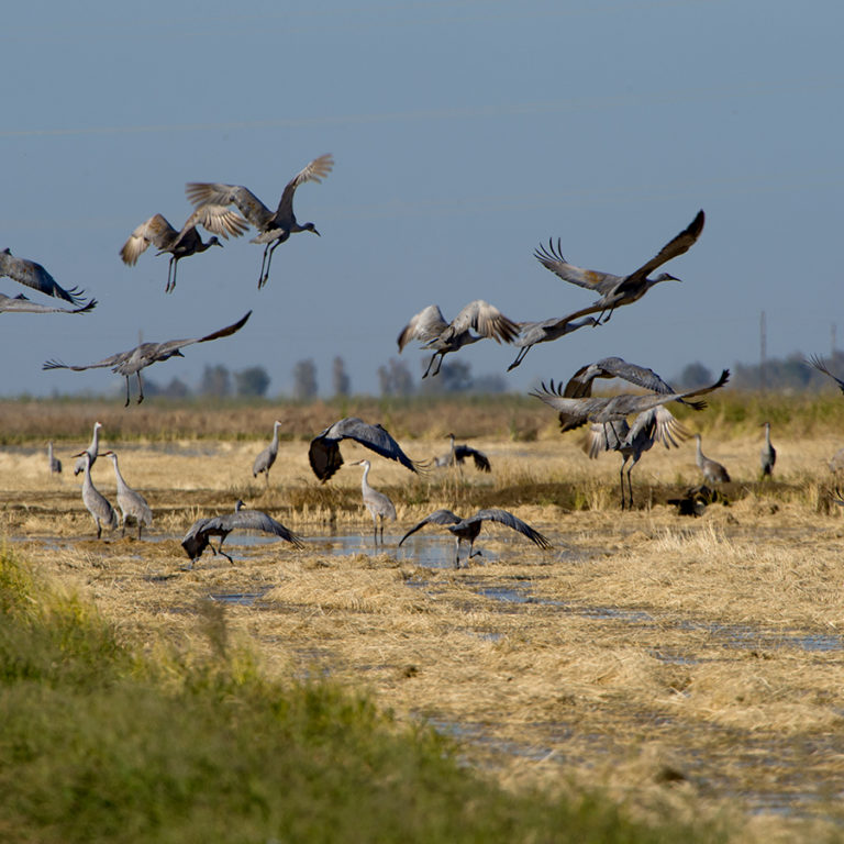 Lesser Sandhill Crane and Greater Sandhill Crane – California Ricelands ...