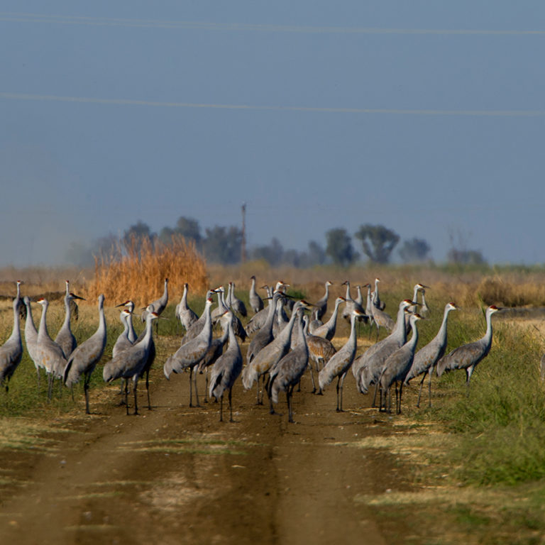 Lesser Sandhill Crane and Greater Sandhill Crane – California Ricelands ...