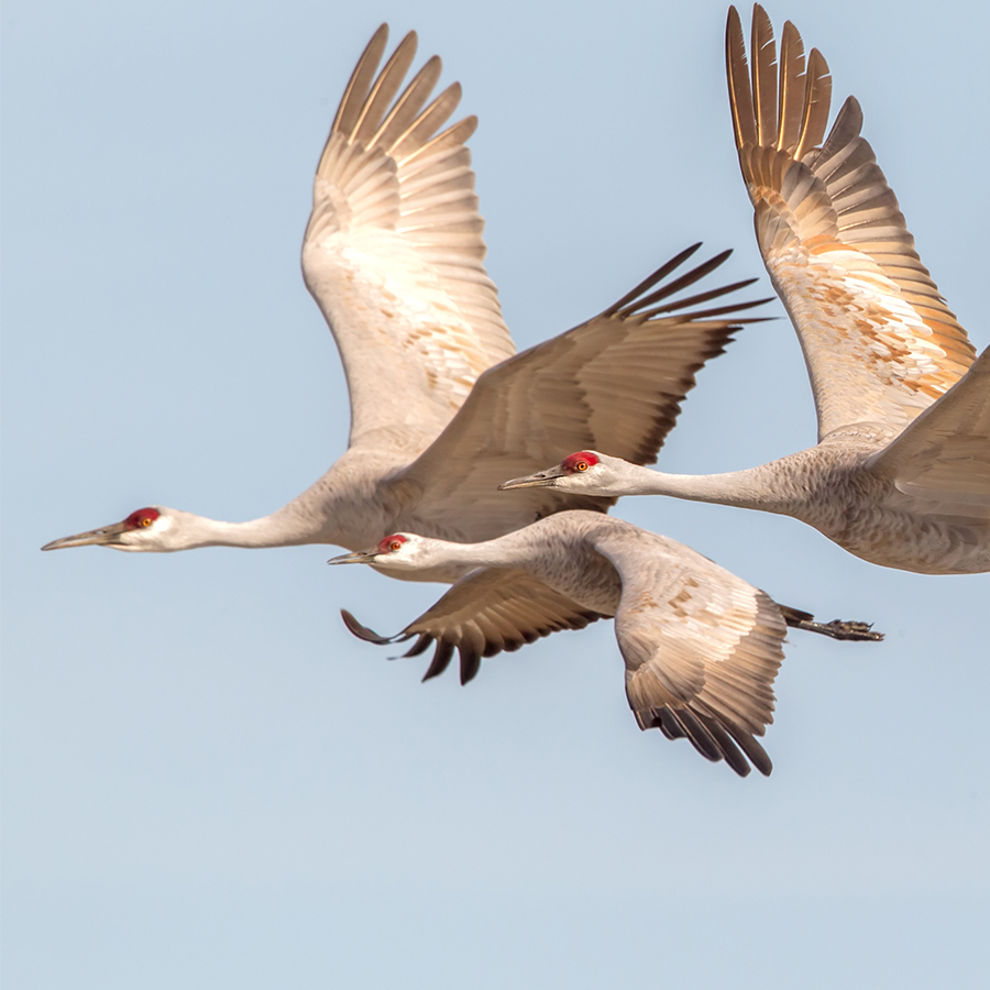 Lesser Sandhill Crane and Greater Sandhill Crane – California Ricelands ...