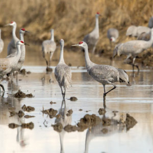 Greater and Lesser Sandhill Cranes