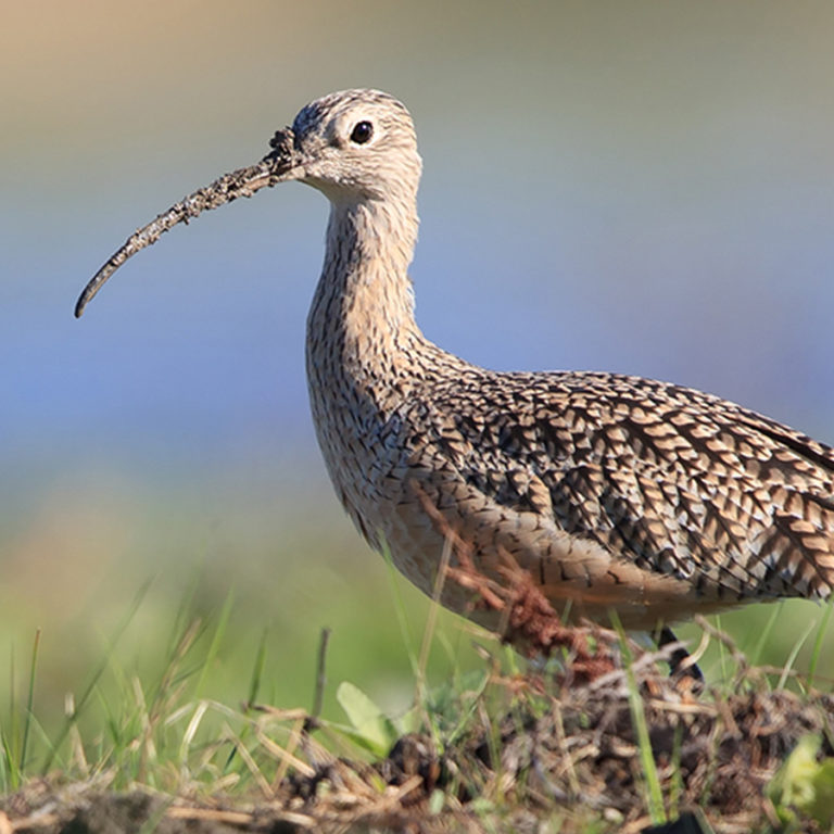 Longbilled Curlew California Ricelands Waterbird Foundation