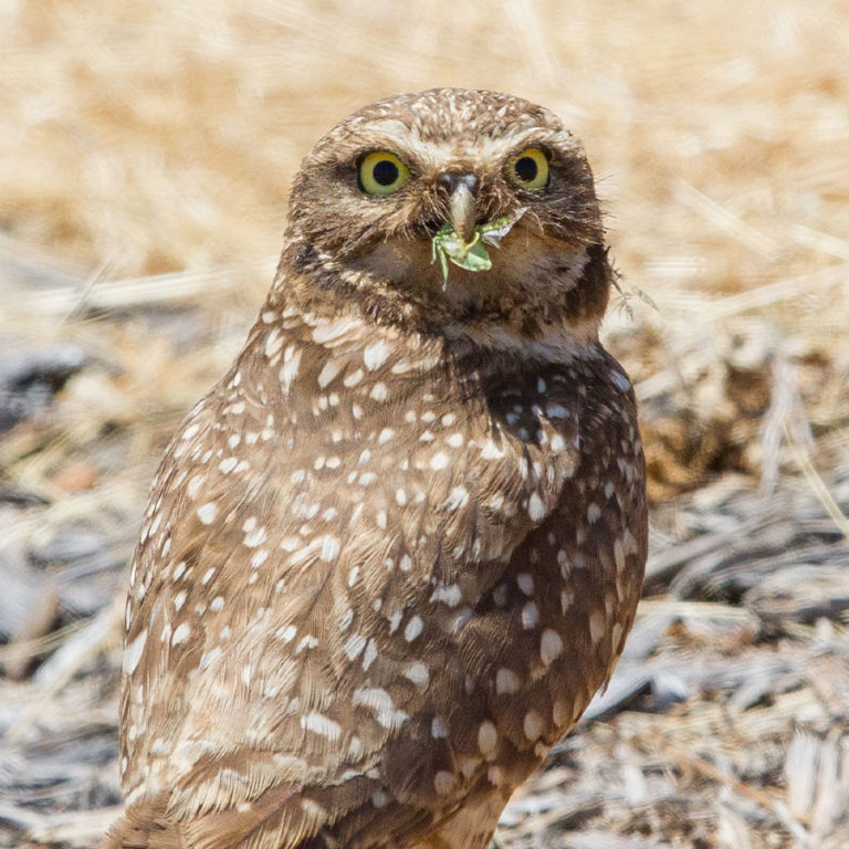 Burrowing Owl California Ricelands Waterbird Foundation