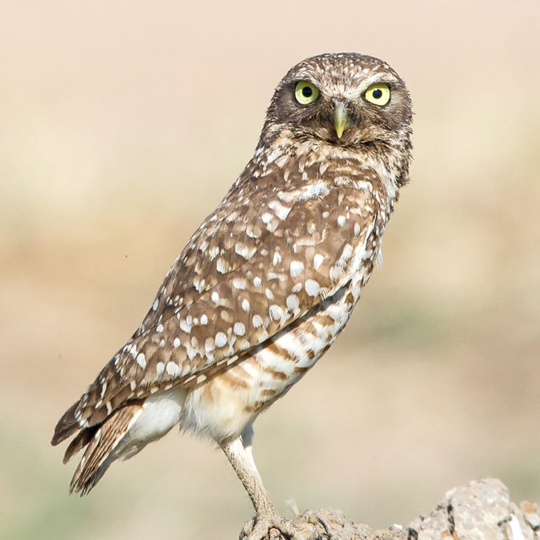 Burrowing Owl California Ricelands Waterbird Foundation