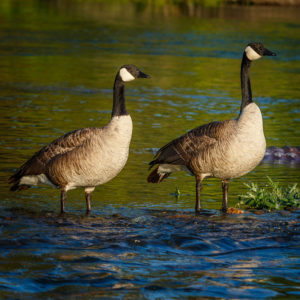 Canada Geese 1