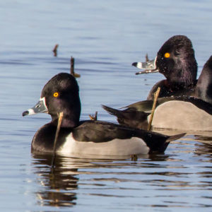 Ring-necked Duck 2