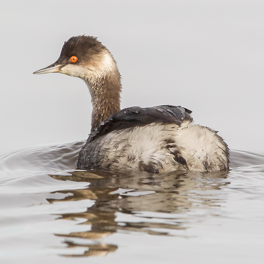 eared grebe winter