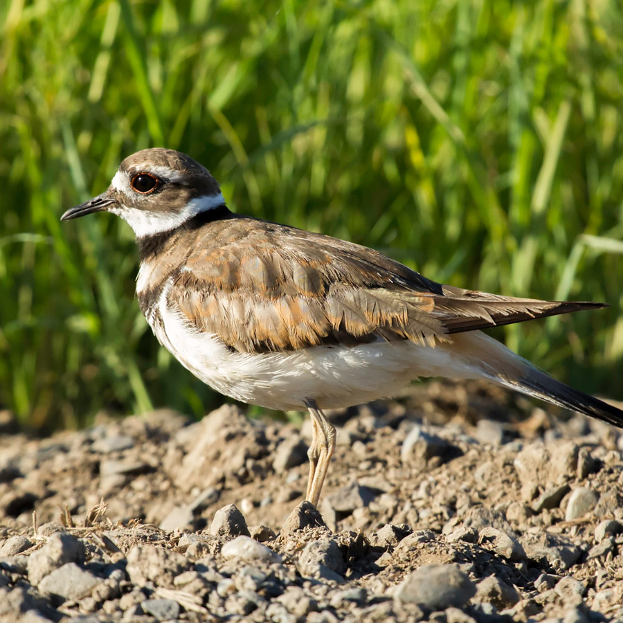 Killdeer – California Ricelands Waterbird Foundation