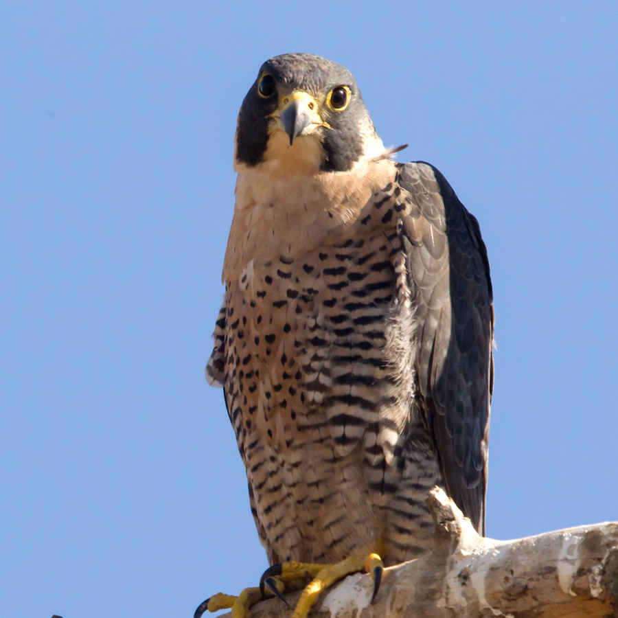 Peregrine Falcon – California Ricelands Waterbird Foundation