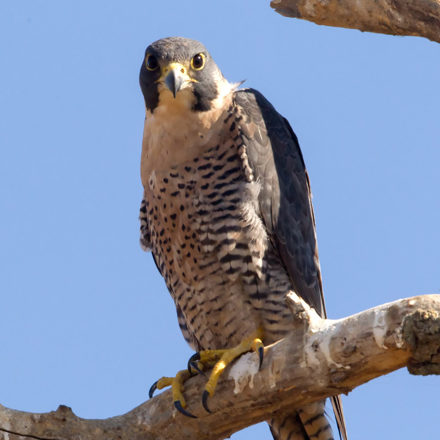 Peregrine Falcon – California Ricelands Waterbird Foundation