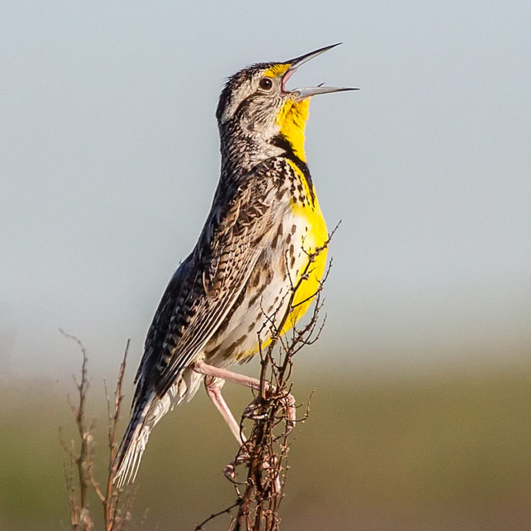 Western Meadowlark – California Ricelands Waterbird Foundation