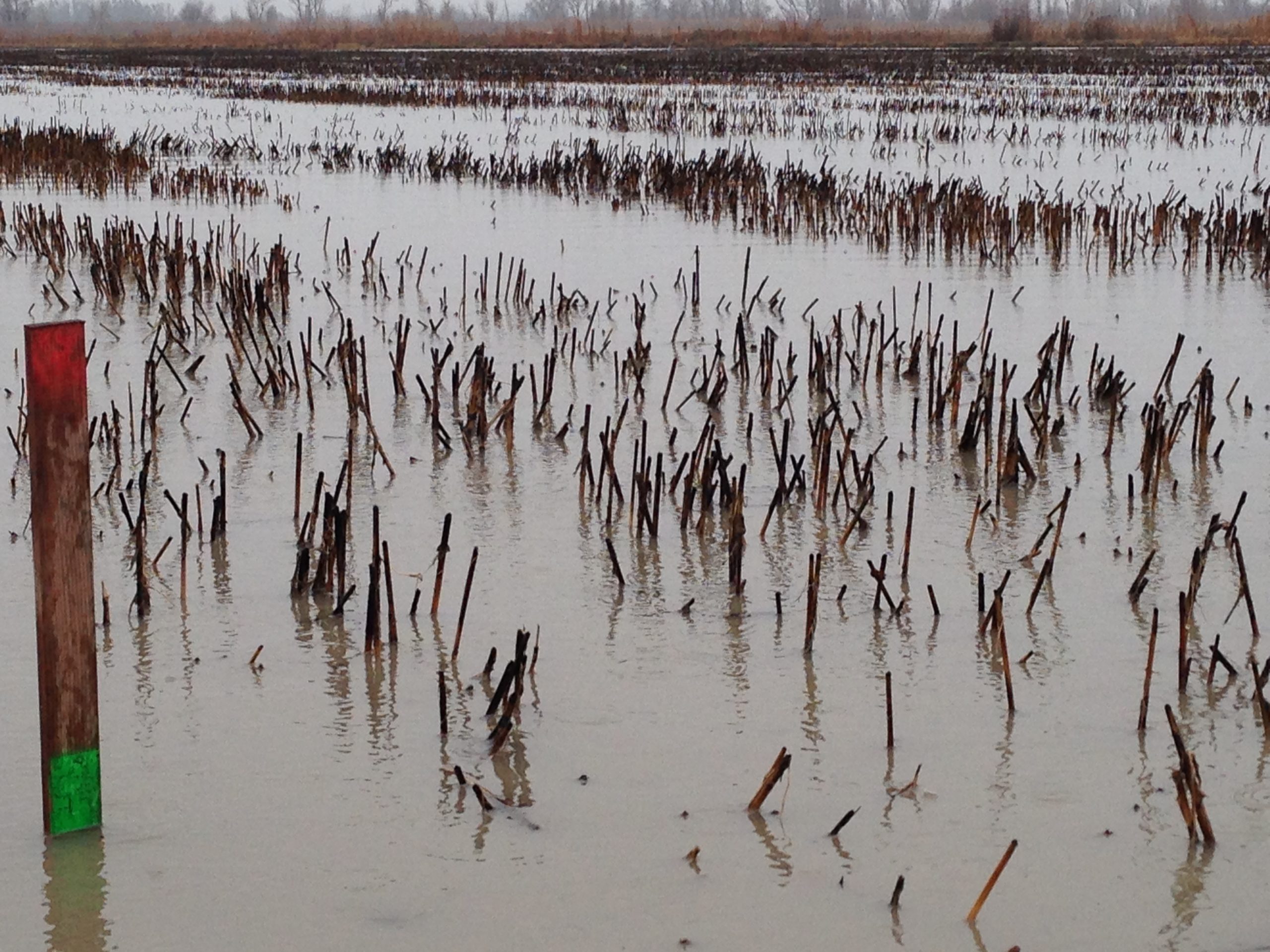 Poor - too deep and too much uncut stubble