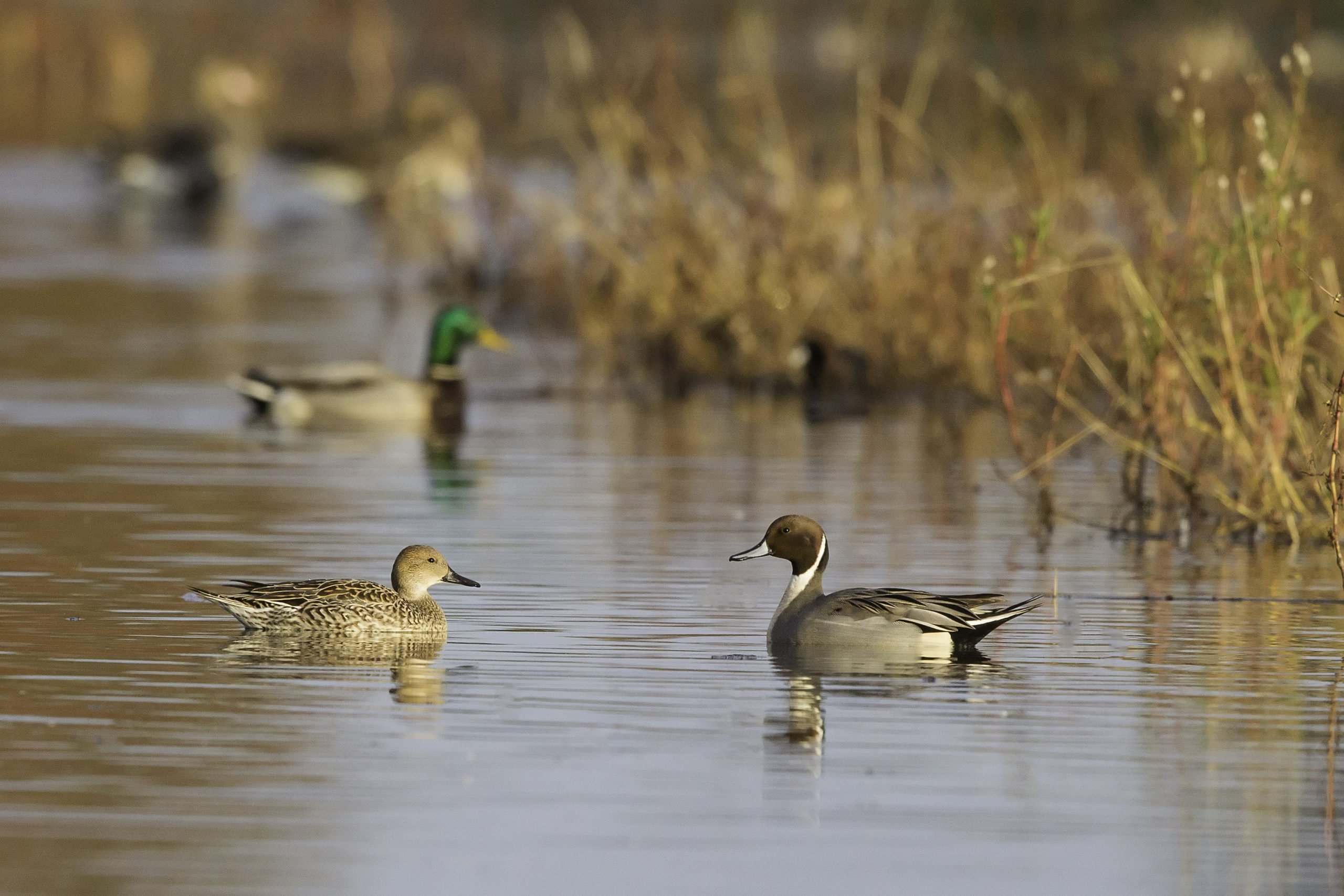 NorthernPintailDucksSacramentoNWR_65K8262