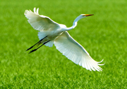 White egret taking flight