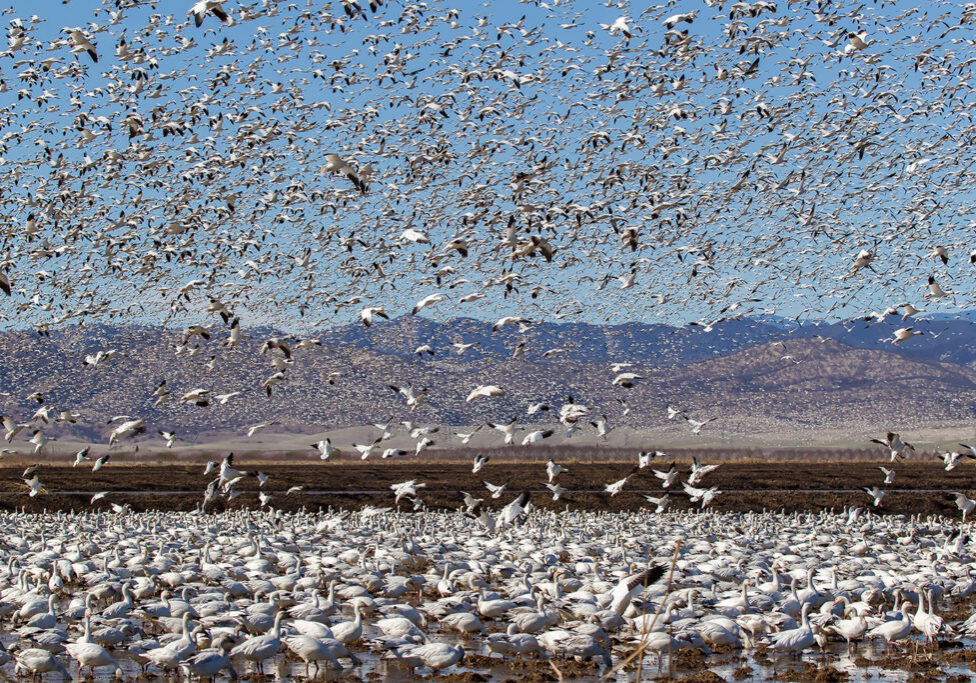 birds in flight over flooded rice fields