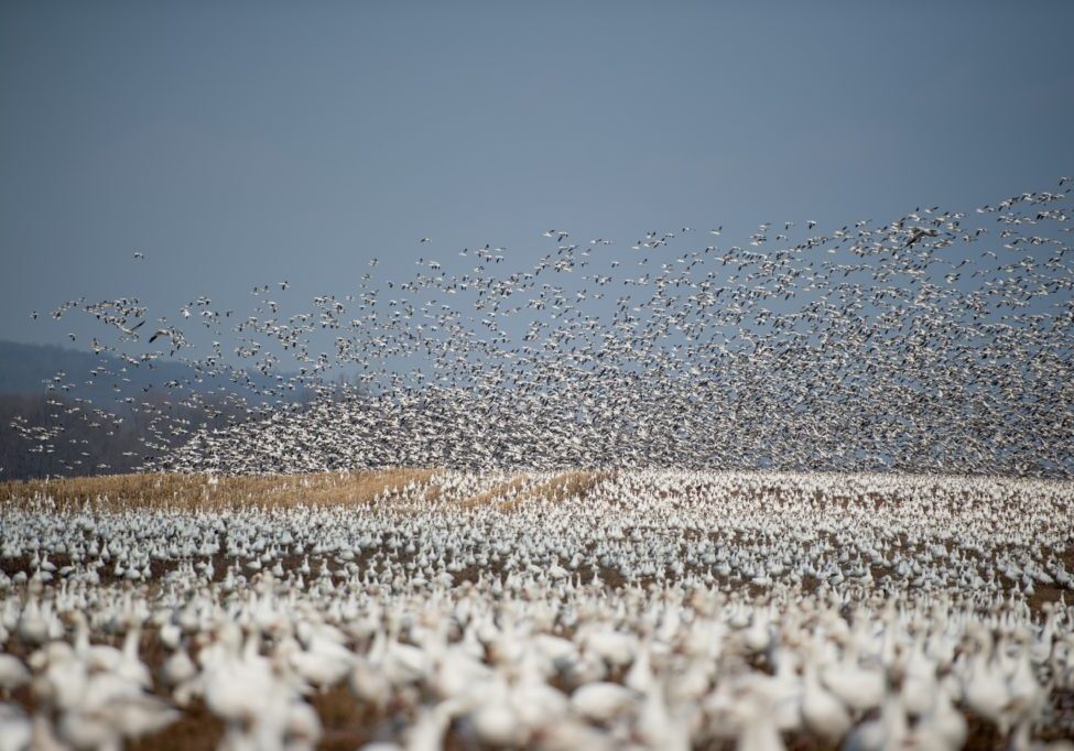 numerous birds in flooded rice fields